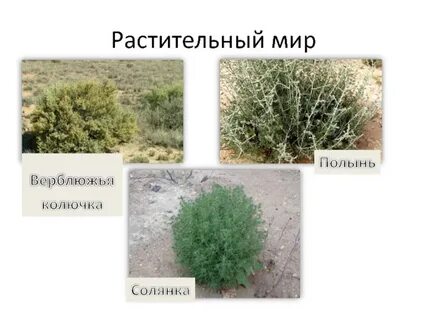 В какой природной зоне растет колючка