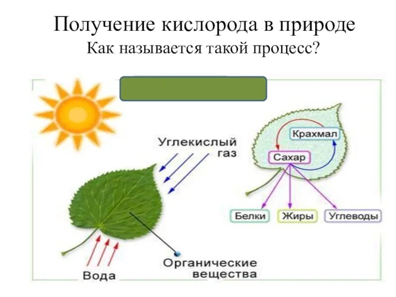 Нахождение кислорода. Схема нахождения кислорода в природе. Получение кислорода в природе. Синтез кислорода в природе. Процесс образования кислорода в природе.