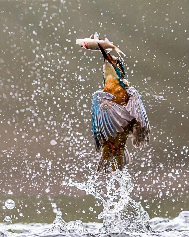 After a bird. Птицы на воде. Водяная птица. Птицы над водой. Птица из воды.