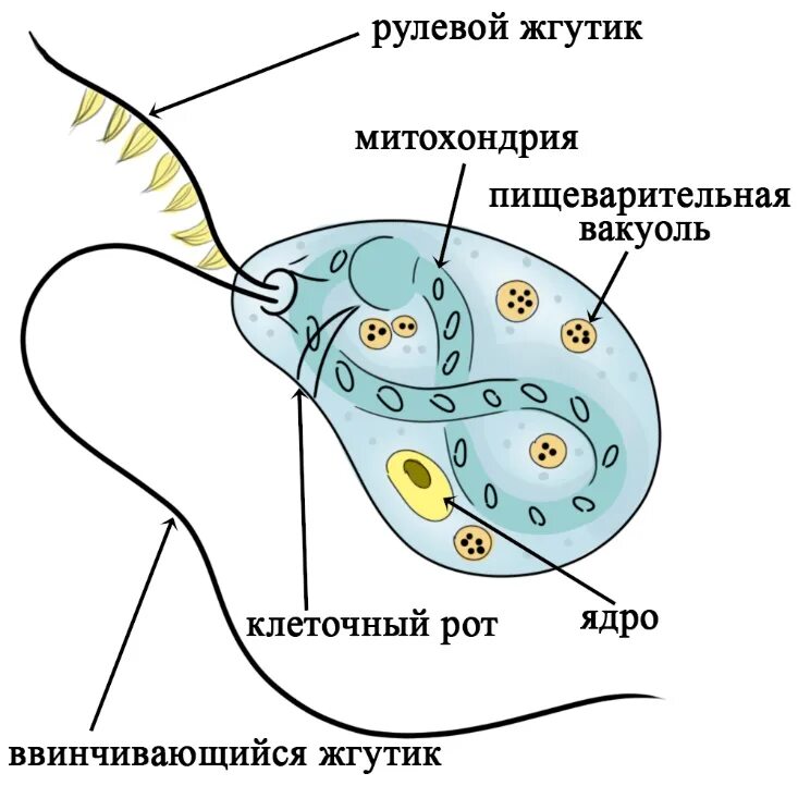 Харчи бодо бодо. Строение жгутиконосца Бодо. Строение жгутиконосцев. Бодо одноклеточное. Воротничковые жгутиконосцы.