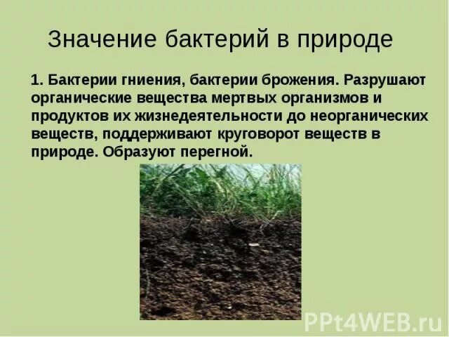 Бактерии гниения значение. Бактерии гниения в природе. Бактерии гниения сообщение. Бактерии гниения значение в природе. Значение бактерий в природе.