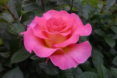 Rose paradise