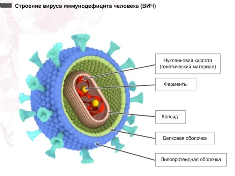 Есть ли у вирусов клетки. Строение ВИЧ вируса схема. Строение нуклеиновых кислот вирусов. Строение клетки вируса СПИДА. Вирусная клетка строение рисунок.