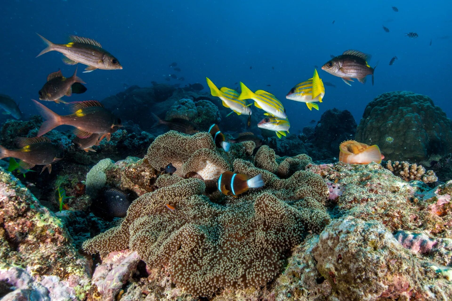 Рыбы в шармаль Шейхе. Подводный мир. Подводный мир океана. Дно океана.