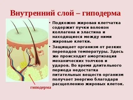 Какую функцию выполняет подкожная жировая