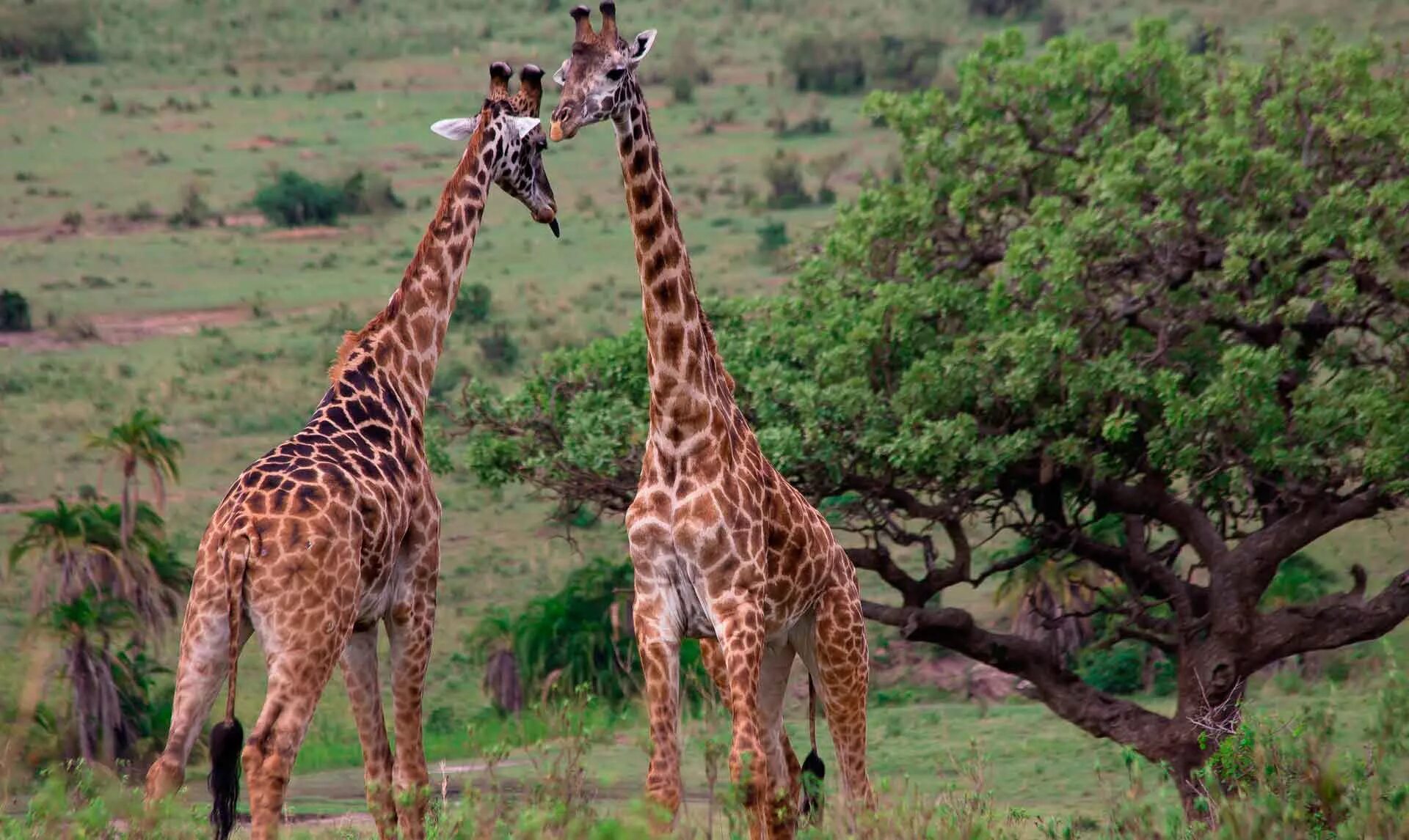 Жираф среда обитания. Жирафы ареал обитания. Масайский Жираф. Кордофанский Жираф. Среда обитания Жирафов.