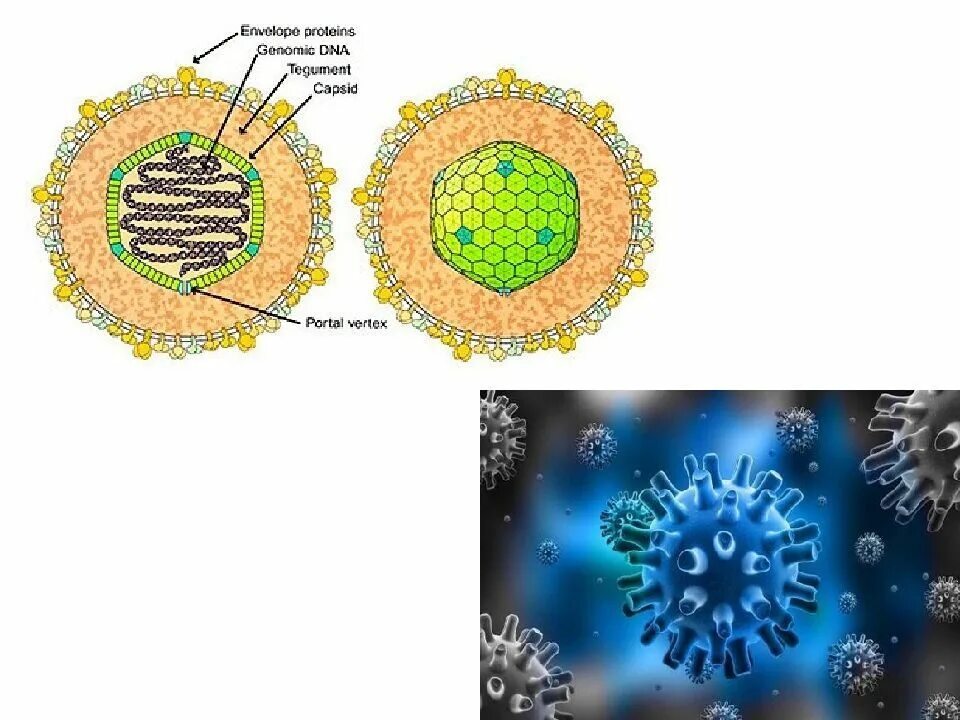 Вирус Эпштейна Барра строение. Строение вируса Эпштейна-Барр. Герпесвирус Эпштейна-Барр что это. Структура вириона вируса Эпштейна-Барр.