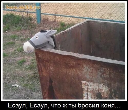 Есаул чтож ты бросил. Смешные фото лошадей с надписями. Есаул есаул что ж ты бросил коня газманов. Лошадь с надписью. Есаул что ж ты бросил коня.