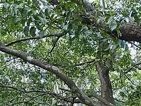 Южное дерево семейства ильмовых кроссворд 7
