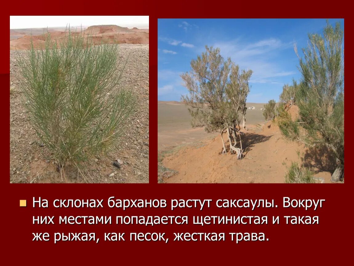 Саксаул где растет природная зона. Растения зоны пустынь саксаул. Растительный мир пустыни саксаул. Саксаул растение полупустыни. Растение саксаул в пустыне.