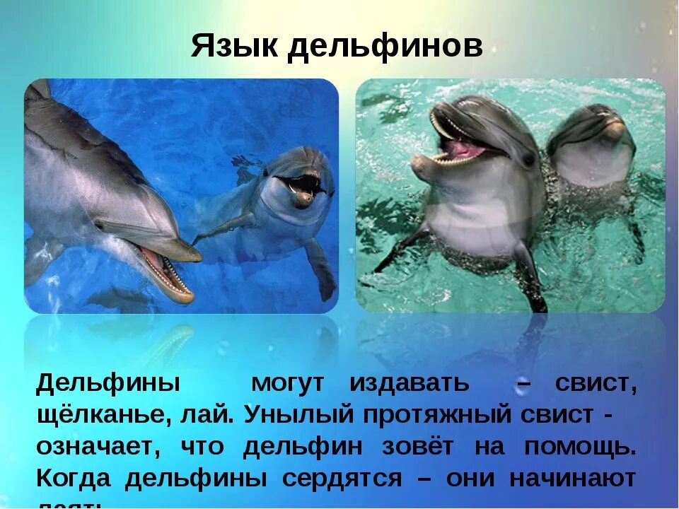 Язык дельфинов. Язык общения дельфинов. Язык дельфинов проект. Сведения о дельфинах для детей. Впр текст про дельфинов