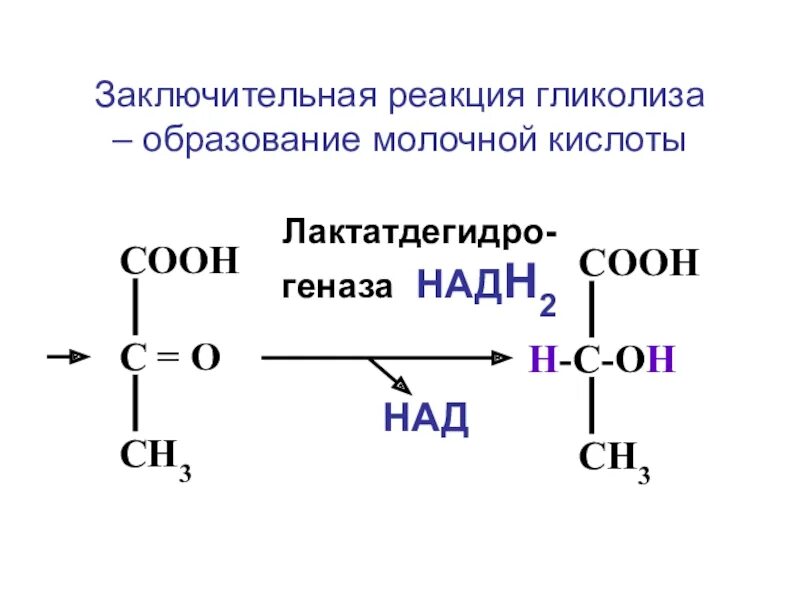 Реакция образования молочной кислоты. Молочная кислота реакции. Реакции с молочной кислотой. Образуется молочная кислота.