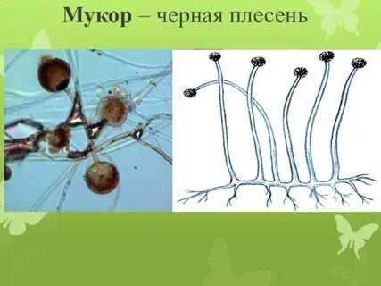 Неклеточная грибница мукора