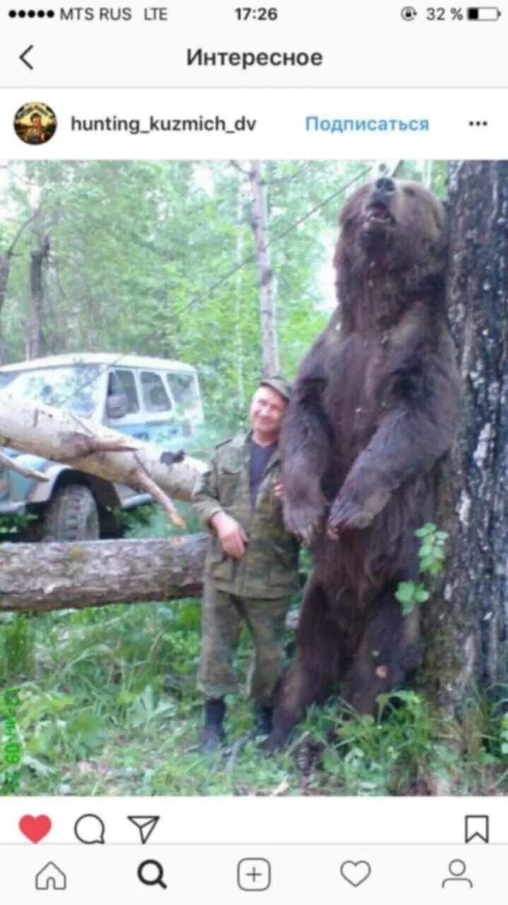 Black bear, Bear, Hunting pictures