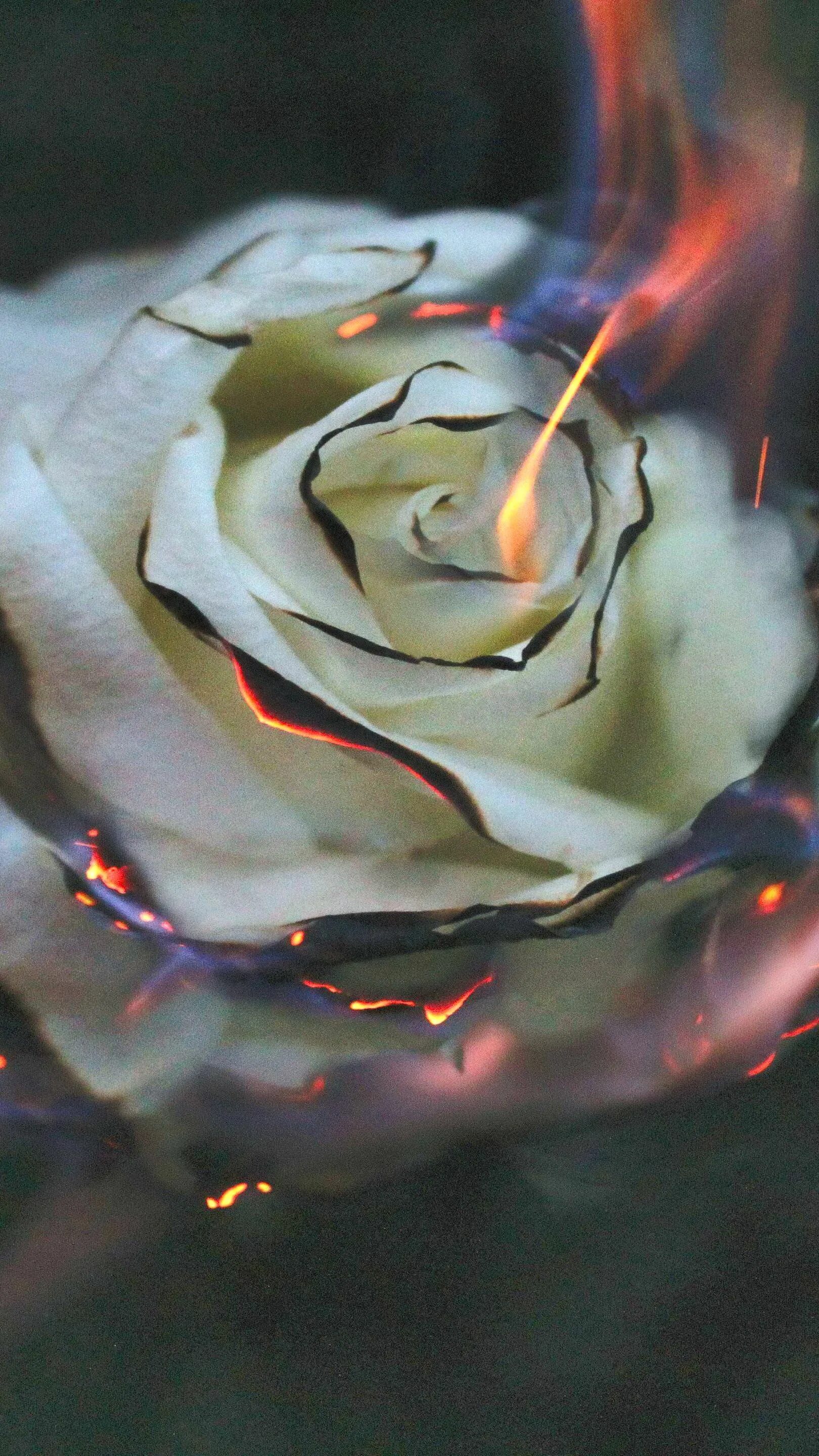Burnt roses