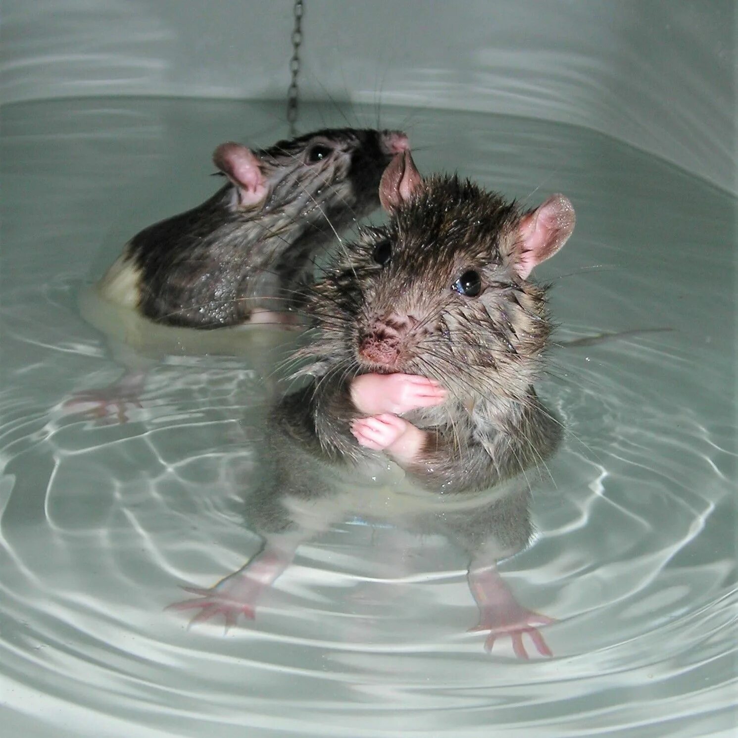 Мокрая мышь. Крыска в ванной.