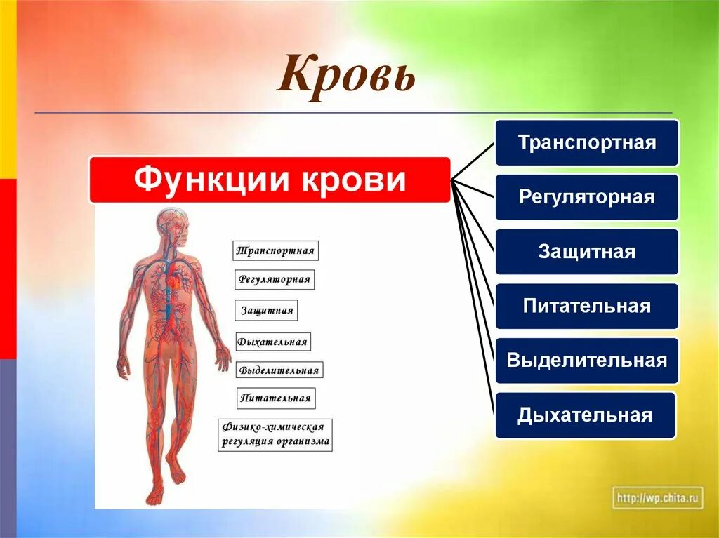 Функции крови в организме человека. Внутренняя среда организма. Основная функция крови. Главные функции крови.