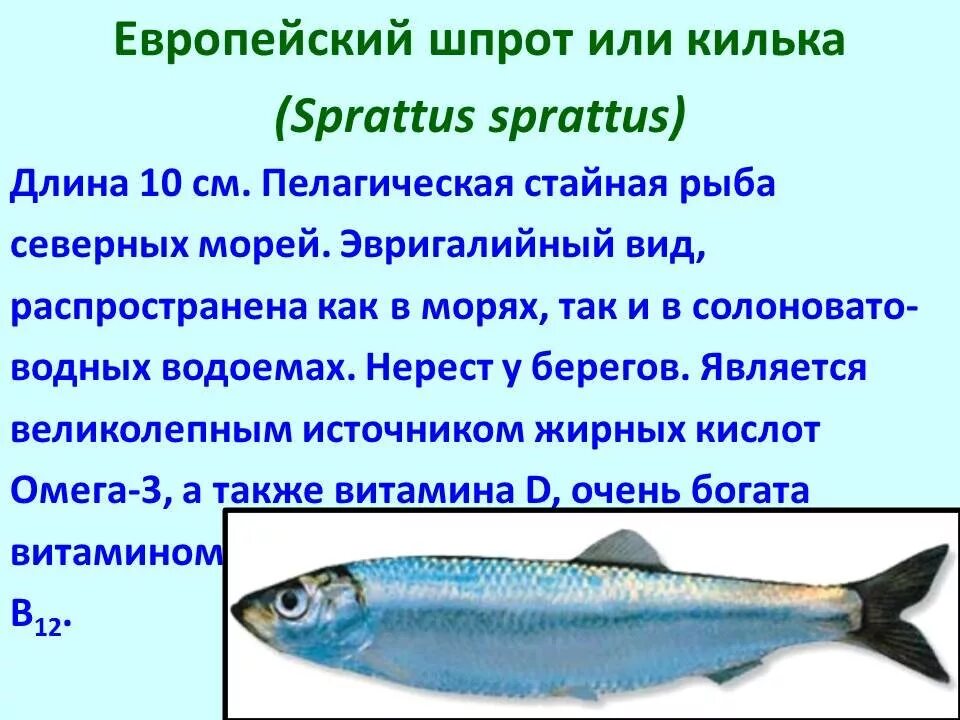 Почему численность промысловых рыб. Промысловые рыбы презентация. Важнейшие промысловые рыбы. Презентация семейства рыб. Основные семейства промысловых рыб.