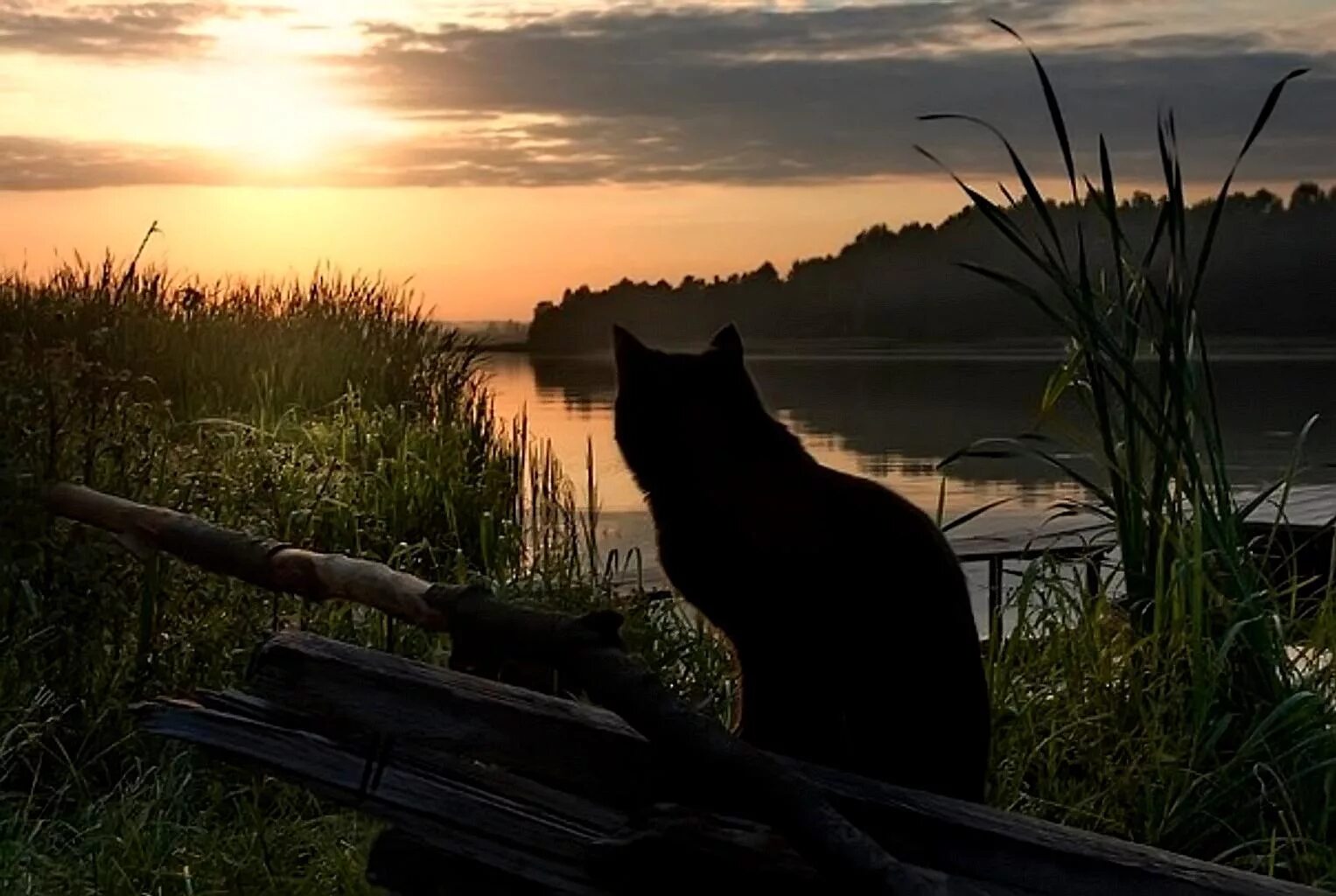 Кот у реки. Кот на рыбалке. Кот на берегу реки. Кошка у реки. Кошки в озерах
