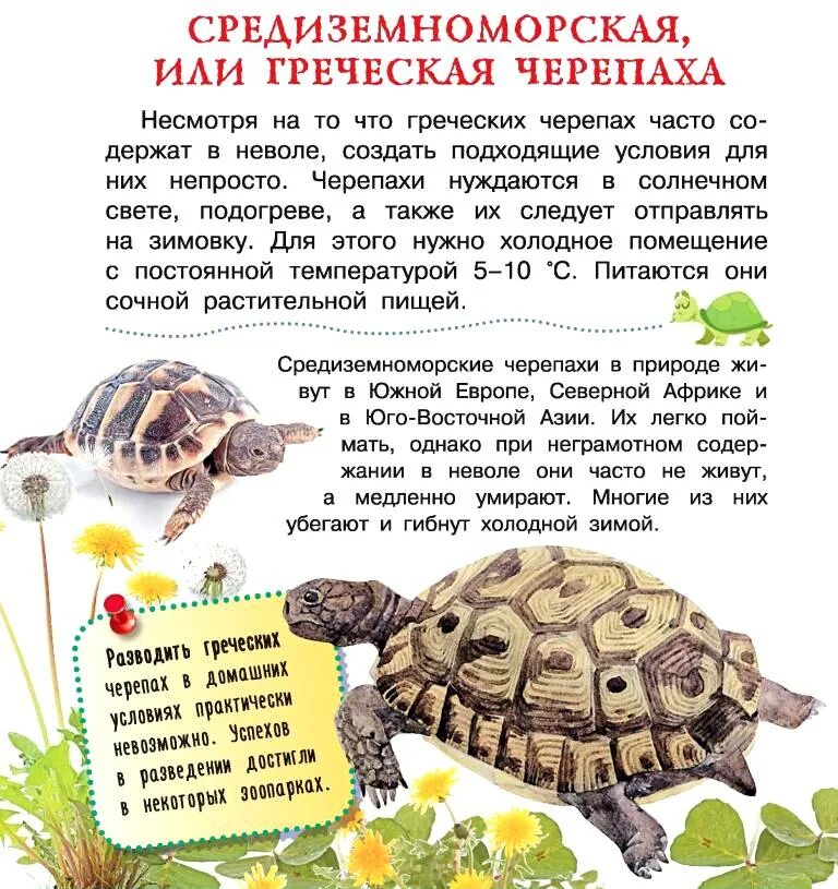 Что нужно для содержания черепахи. Сухопутная черепаха в домашних условиях. Что нужно для содержания черепахи. Красноухая черепаха уход чем можно кормить черепаху. Черепаха в греции название.