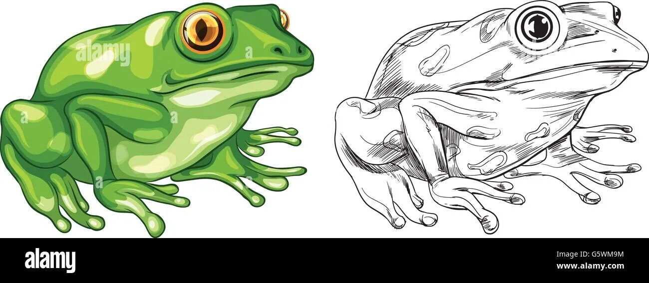 A frog 2