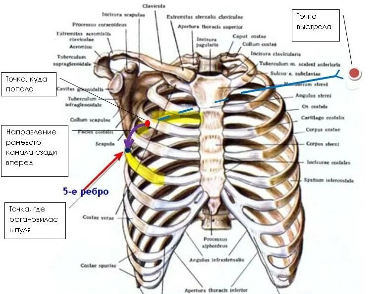 Болит ребро с правой стороны причины. Что находится в центре между ребрами спереди по центру. Нижняя часть ребер.