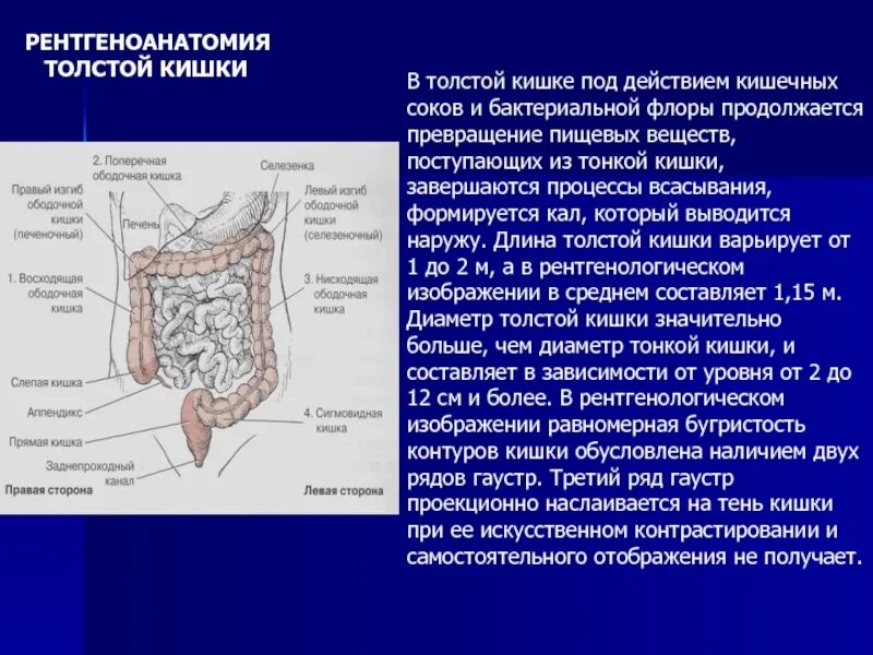 Образования тонкой кишки. Образования Толстого кишечника строение. Ободочная кишка и ее функции. Строение толстой ободочной кишки. Ободочная кишка анатомия отделы.