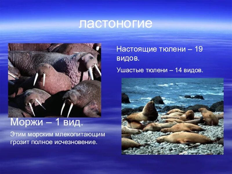 Разнообразие млекопитающих презентация. Ластоногие презентация. многообразие млекопитающих. ластоногие млекопитающие представители. ластоногие млекопитающие характеристика.