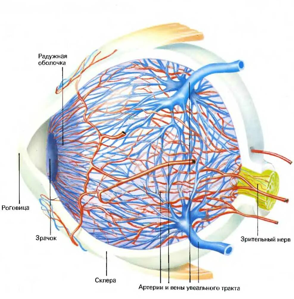 Кровеносная система глаза. Собственно сосудистая оболочка глаза функции. Сосуды сетчатки глаза анатомия. Сосудистая оболочка глазного яблока. Оболочки глаза строение и функции.