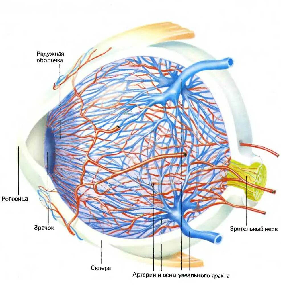 Кровоснабжение сосудистой оболочки глаза. Сосудистая оболочка глазного яблока. Сосудистая оболочка глаза строение анатомия. Кровоснабжение глазного яблока анатомия. Кровообращение зрения