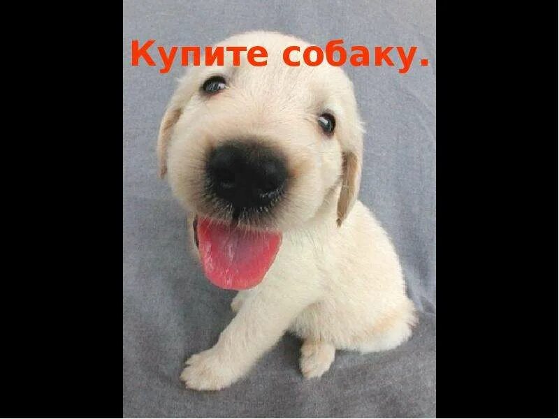 А собаку не хочешь. Открытка купите мне собаку. надпись купите мне собаку.
