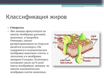 Функция липидов в растительной клетке