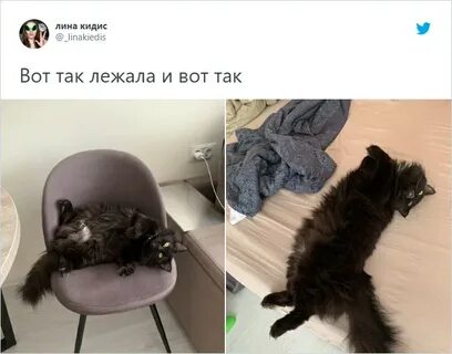 Запусти кота