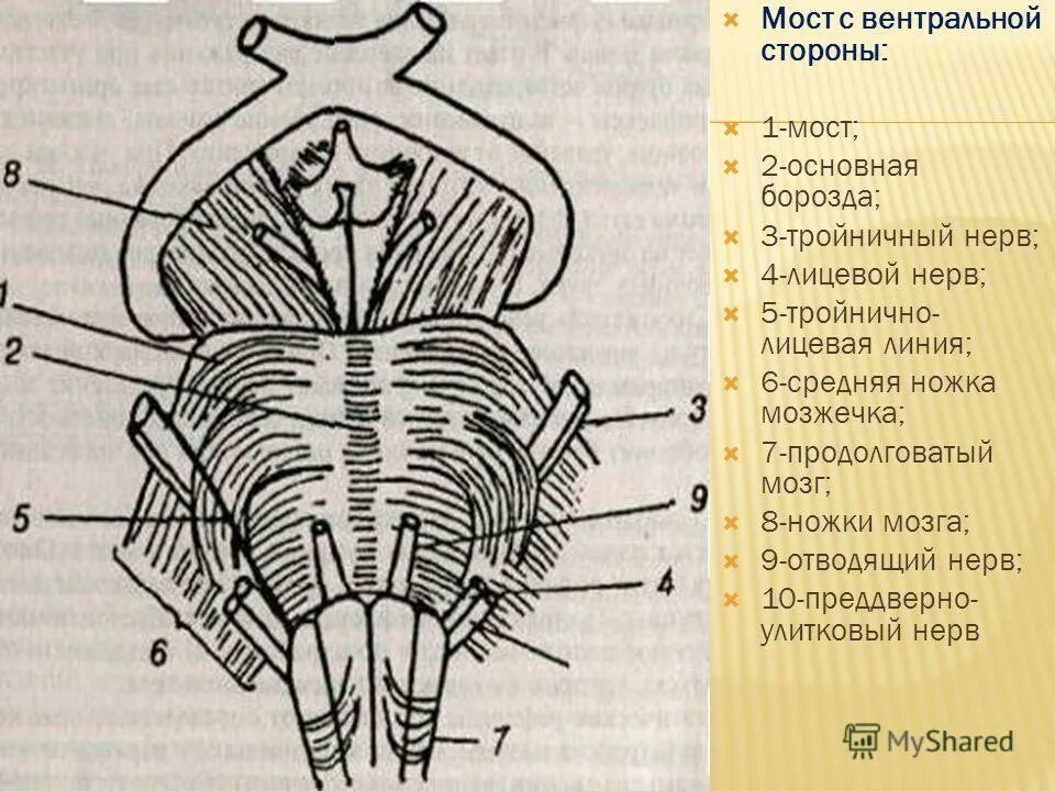 Ноги мозг голова. Тройнично лицевая линия. Тройнично лицевая линия моста. Вентральная сторона моста. Ножки мозга.