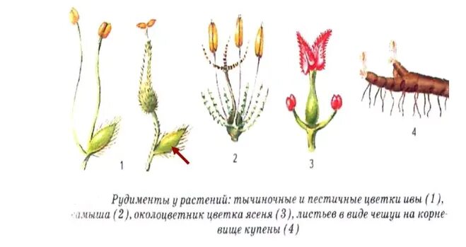 Конечности питона рудимент. Рудиментарные органы у растений. Рудименты у животных и растений. Примеры рудиментарных органов у растений.