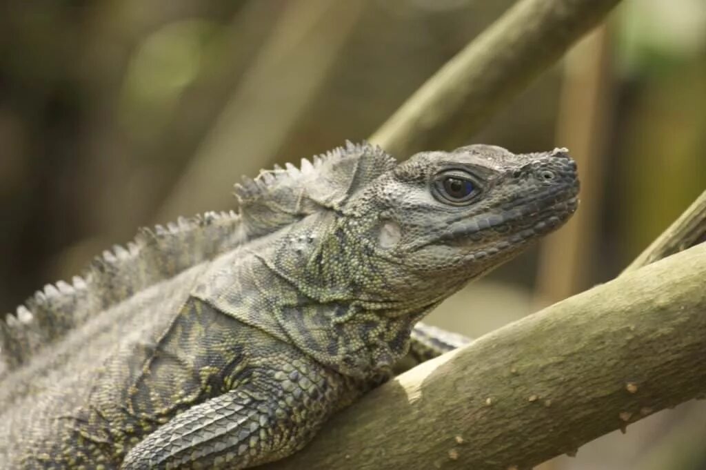 Род ящериц 5. Парусная агама Hydrosaurus. Молуккская парусная ящерица. Филиппинская парусная ящерица. Филиппинский Гидрозавр.