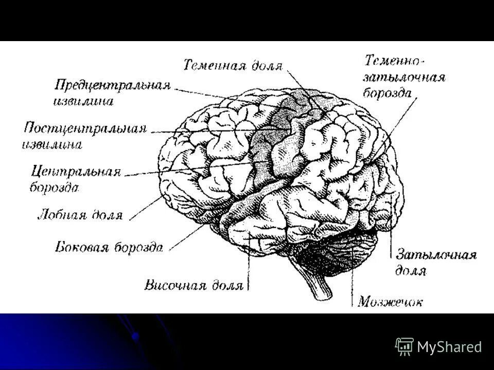 Затылочно теменная область мозга. Строение теменной доли мозга.