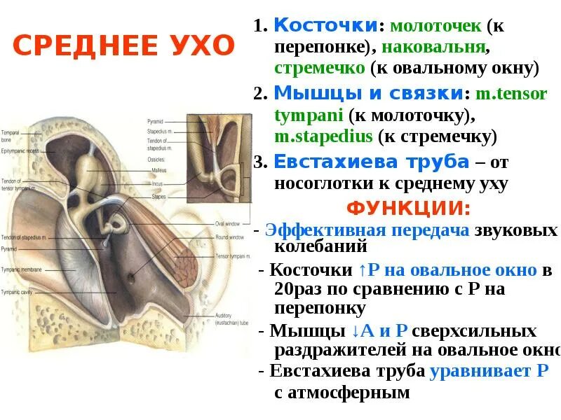 Какая функция слуховых косточек. Слуховые косточки среднего уха строение и функции. Функции среднего уха стремечко. Строение наковальни уха. Функции мышц среднего уха.