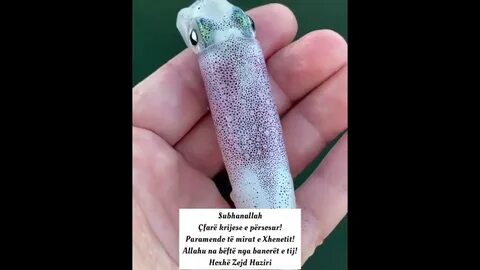 Существо меняющее цвет