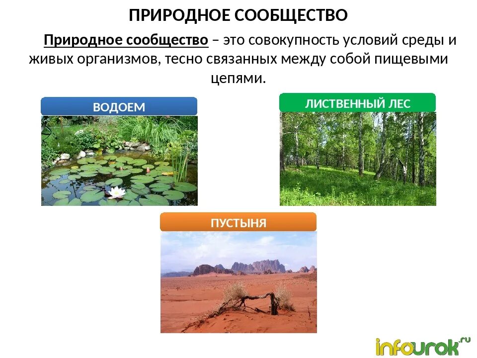 Природные сообщества. Название природного сообщества. Доклад о природном сообществе. Многообразие природных сообществ. Производители органических веществ в природном сообществе называются