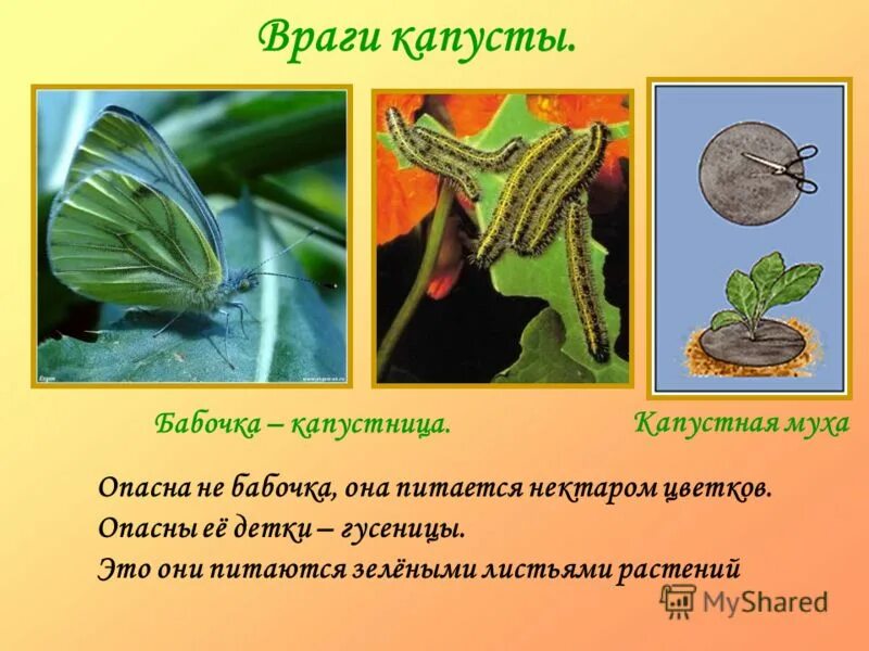 гусеница бабочки питается листьями крестоцветных растений. гусеница капустной белянки. съедобная гусеница бабочки капустницы. гусеница капустной белянки. гусеница бабочки боярышницы.