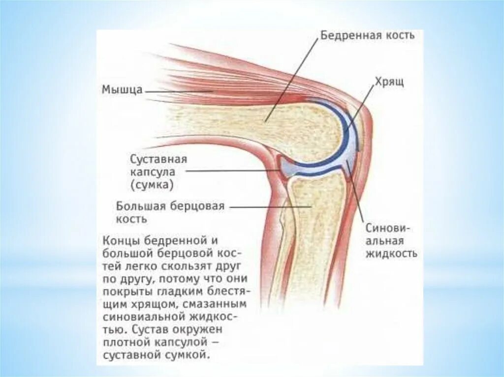 Связи коленного сустава