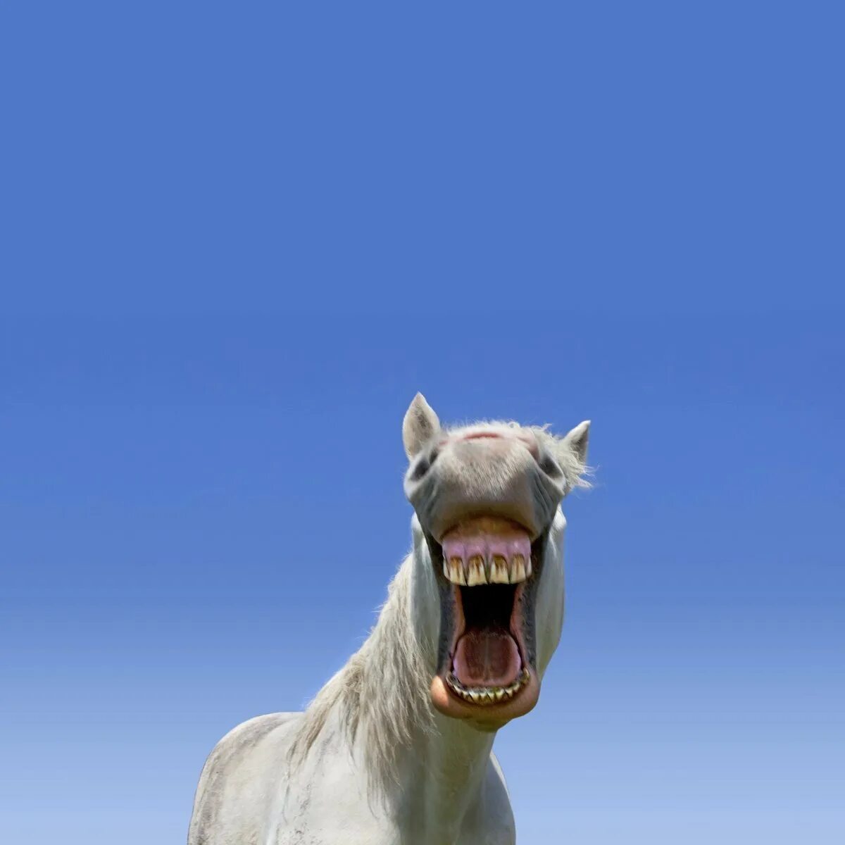 Лошадь смеется. Уздечка. Лошадь ржет. Лошадь ржет. Ржу над советчица.