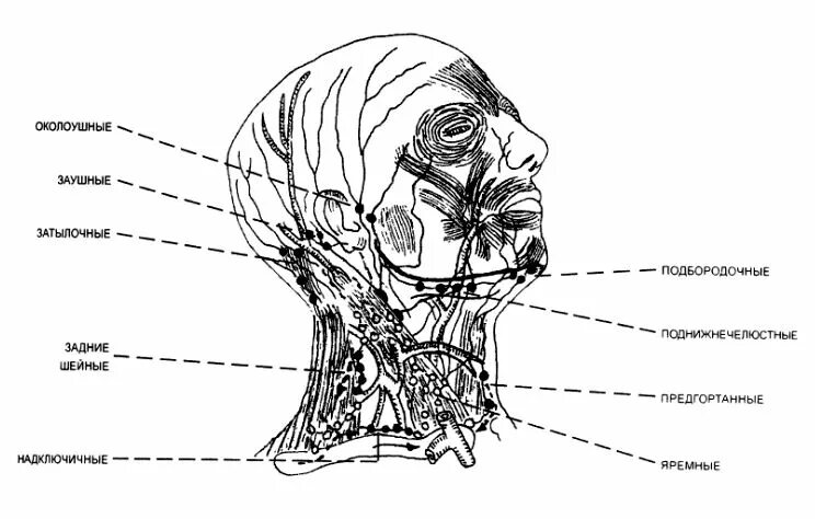 Лимфатическая система шеи и головы человека схема. Околоушные лимфатические узлы схема. Схема расположения лимфатических узлов на шее.