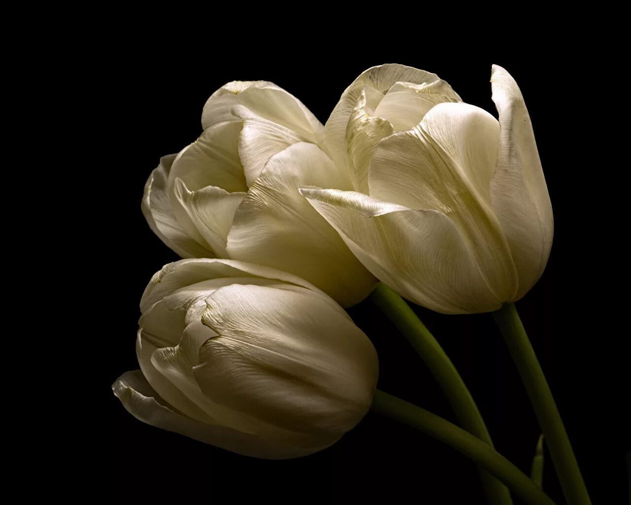 White tulip
