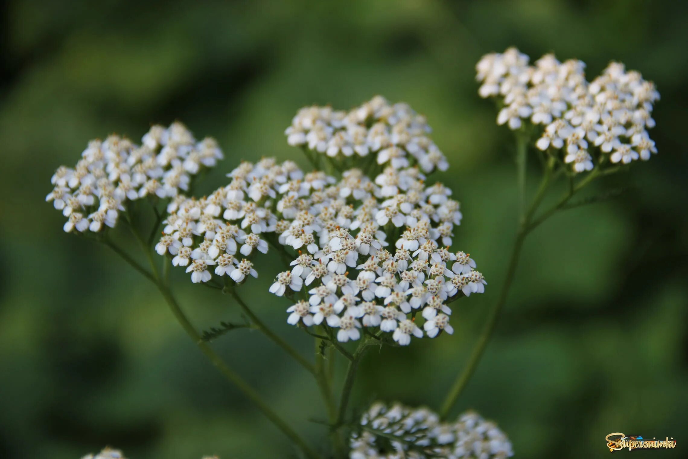 тысячелистник цветок соцветие. тысячелистник фото окружающий мир 2. тысячелистник интересные факты. тысячелистник achillea anthea. тысячелистник фото окружающий мир 2.