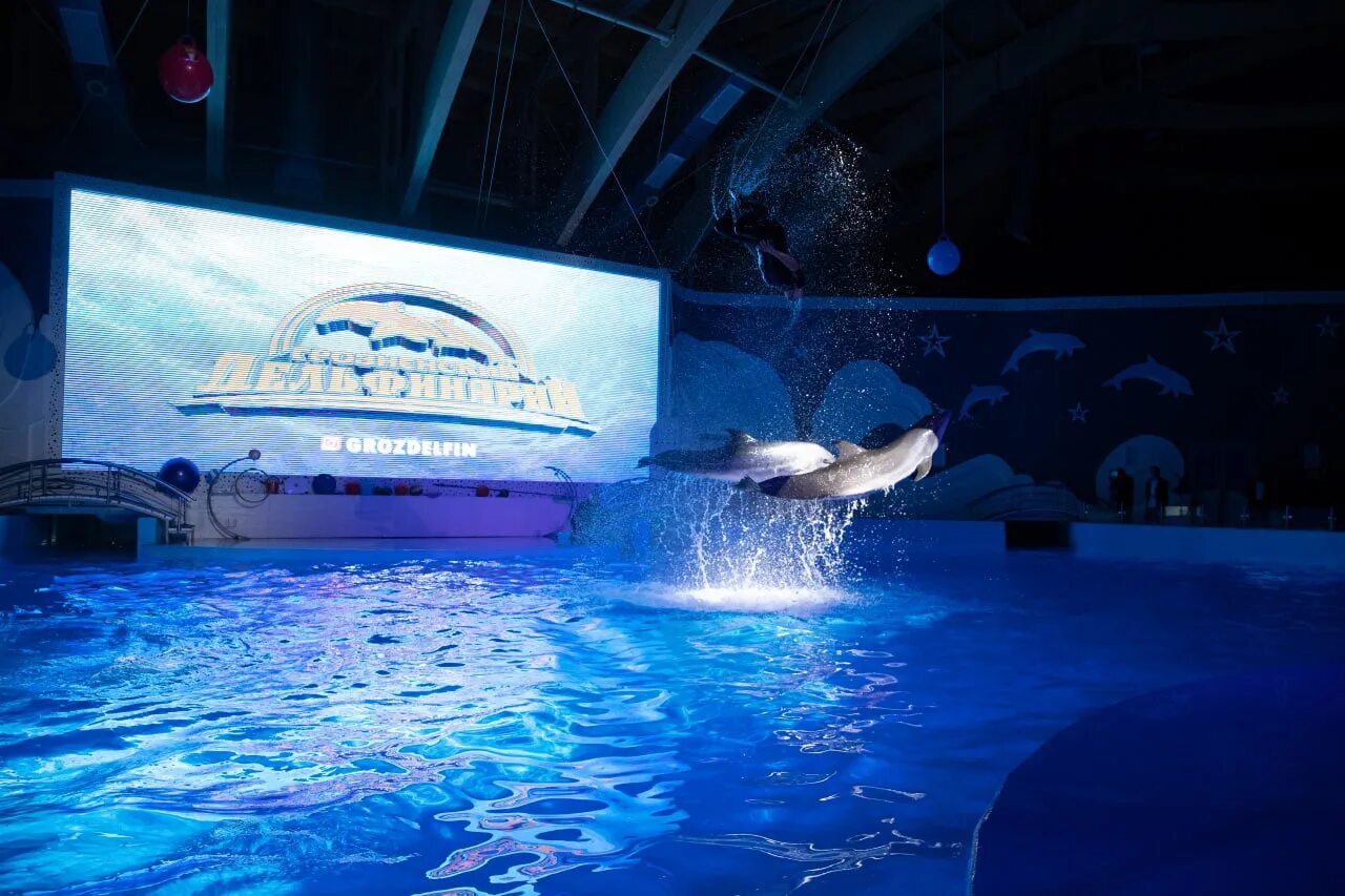 Дельфинарий грозный. Грозненский дельфинарий. Грозненский дельфинарий шоу. Дельфинарий в Грозном. Дельфинарий в 2022 году в Грозном.