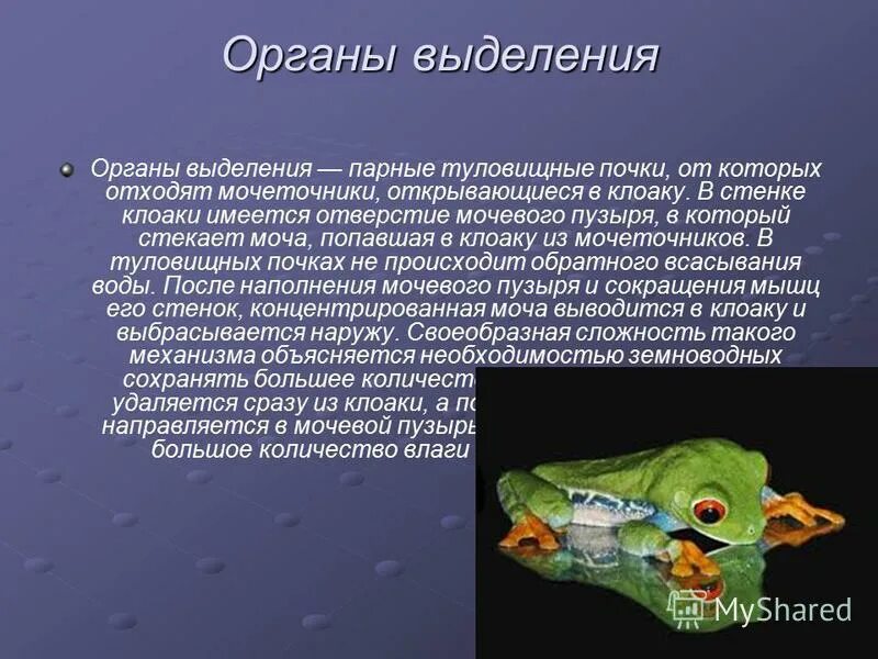 строение выделительной системы земноводных. у земноводных в клоаку открываются протоки. земноводные строение пищеварительной системы. мочеточники открываются в клоаку. земноводные пищеварительная система.