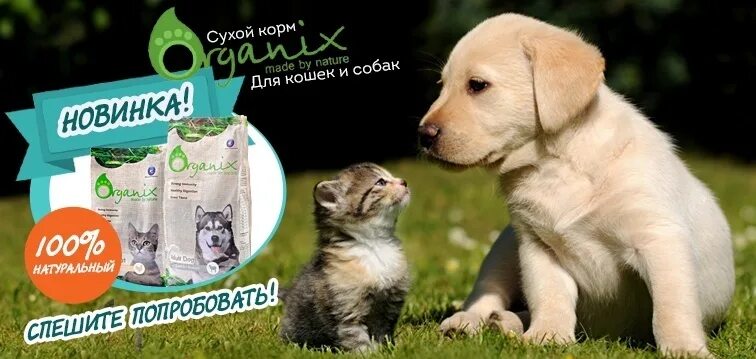 Реклама корма для животных. Реклама корма для собак. корма для кошек и собак. реклама корма для кошек и собак. баннер корма для животных.