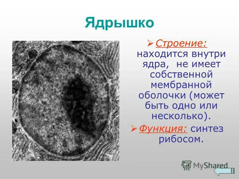 функция ядра в клетке растения. за что отвечает ядро в клетке. ядрышко растительной клетки функции. функции ядра в клетке. ядро клетки строение и функции.